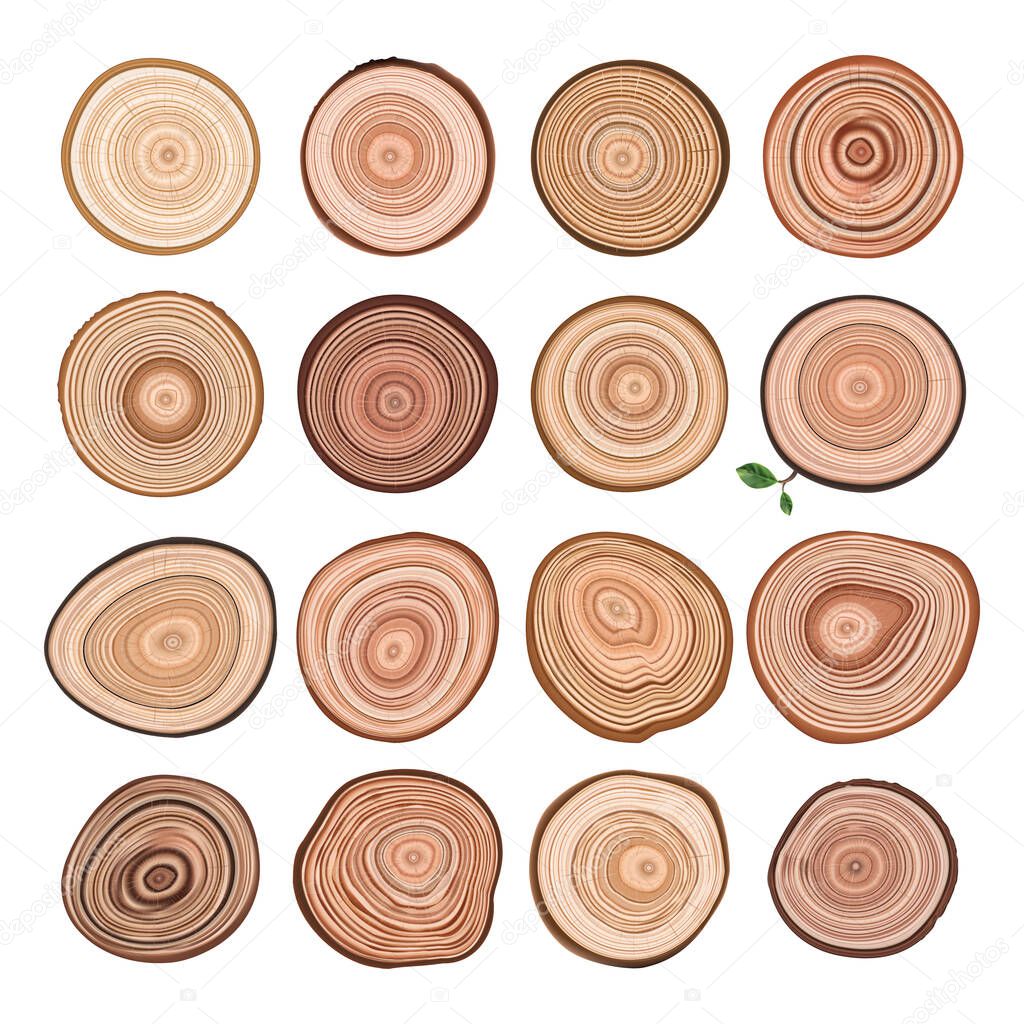 Tree Trunk Cuts with Larch Wood Cross Sections. Set of Stump Rings, Growth Ring Textures. Realistic 3d Vector Illustration in Cartoon Style