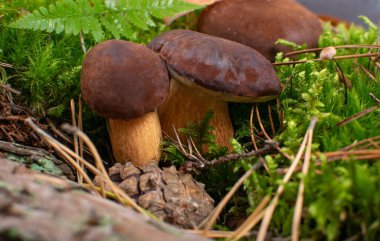 Boletus badius veya körfez mantarları yeşil yosun içinde. Doğal orman mantarları.