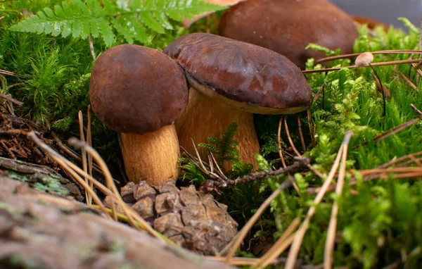 Boletus Badius Funghi Bolete Alloro Muschio Verde Funghi Della Foresta — Foto Stock