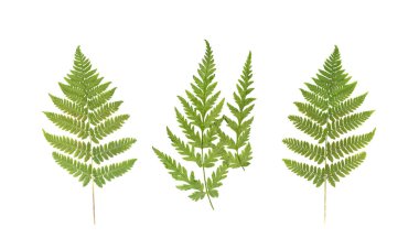 Kurutulmuş Yaz Çimeni Bitkisi Beyaz Arkaplanda İzole Edildi