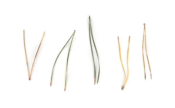 Oogsten Van Dennennaalden Geïsoleerd Witte Achtergrond Droge Groene Naaldbomen Naalden — Stockfoto