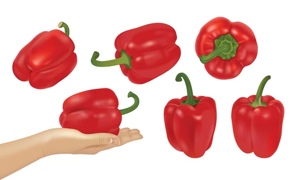 Hele Paprika Rode Paprika Collectie Geïsoleerd Grote Set Van Realistische — Stockvector