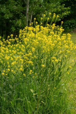 Türk savaş lahanası sarı kır çiçekleri Bunias orientalis, tepe hardalı veya Türk roketi çiçekleri kapanıyor, çiçek açan siğilli lahana