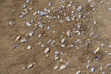 Kum dokusu arka planında kabuklar. Kumsalda deniz kabuğu, kumlu deniz tarakları, deniz kabuğu maketleri, metin için fotokopi alanı olan tatil konsepti.