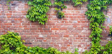 Sarmaşık tuğla duvar dokusu arka plan. Eski tuğla bloklar duvar ve yeşil sarmaşık, eski tuğlalar çit, kopyalanmış taş duvar, dış görünüşü tuğla gibi.