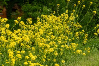 Türk savaş lahanası sarı kır çiçekleri Bunias orientalis, tepe hardalı veya Türk roketi çiçekleri kapanıyor, çiçek açan siğilli lahana