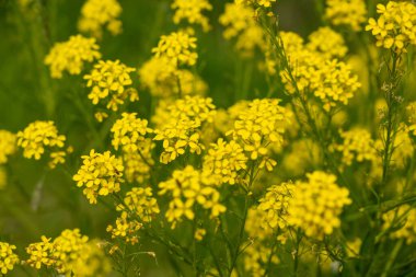 Türk savaş lahanası sarı kır çiçekleri Bunias orientalis, tepe hardalı veya Türk roketi çiçekleri kapanıyor, çiçek açan siğilli lahana