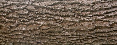 Eski ağaç kabuğu dokusu. Doğal ahşap yüzey deseni, eski ağaç derisi. Sert kahverengi eko malzeme yakın çekim, grunge yıpranmış arka plan