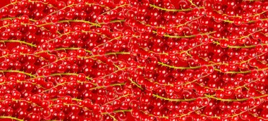 Frenk üzümü deseni. Frenk üzümü duvar kağıdı, olgun kırmızı frenk üzümü grubu dokusu arka plan