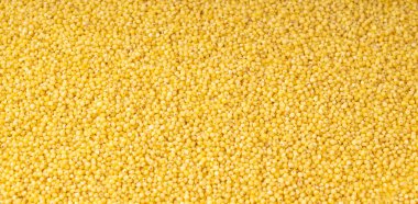 Çiğ darı taneleri dokulu arka plan. Küçük sarı mısır gevreği deseni, doğal tilki kuyruğu küçük tohum duvar kağıdı, kuru pişmemiş proso pankart, darı bg üst görünüm