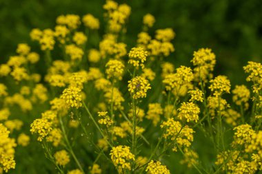 Türk savaş lahanası sarı kır çiçekleri Bunias orientalis, tepe hardalı veya Türk roketi çiçekleri kapanıyor, çiçek açan siğilli lahana