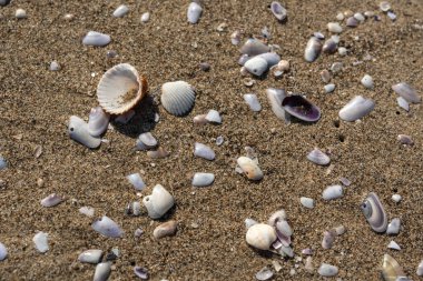 Kum dokusu arka planında kabuklar. Kumsalda deniz kabuğu, kumlu deniz tarakları, deniz kabuğu maketleri, metin için fotokopi alanı olan tatil konsepti.