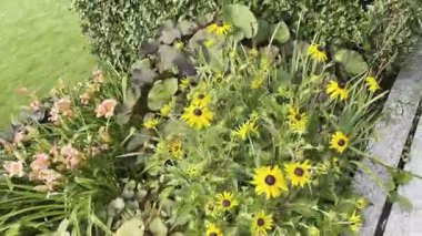 Yaz bahçesinde pekçok koni çiçeği ya da siyah gözlü susan. Sarı ve turuncu rudbeckia çiçekleri doğal desen