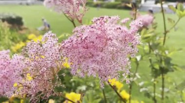 Filipendula yakutunun pembe çiçekleri, kırların kraliçesi pembe çiçek açan bulutlar. Bahçede güzel renkli çayır çiçekleri, bahçede yabani çiçekler.