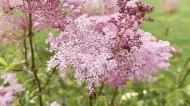 Filipendula yakutunun pembe çiçekleri, kırların kraliçesi pembe çiçek açan bulutlar. Bahçede güzel renkli çayır çiçekleri, bahçede yabani çiçekler.