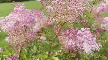 Filipendula yakutunun pembe çiçekleri, kırların kraliçesi pembe çiçek açan bulutlar. Bahçede güzel renkli çayır çiçekleri, bahçede yabani çiçekler.
