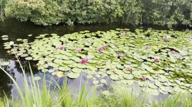 Tropik bir gölette pembe nilüferler. Yeşil yaprakların arasındaki güzel nilüfer çiçekleri koyu suyun arka planında