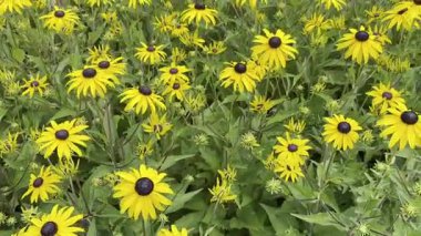 Yaz bahçesinde pekçok koni çiçeği ya da siyah gözlü susan. Sarı ve turuncu rudbeckia çiçekleri doğal desen
