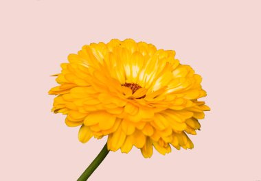 Beyaz Arkaplanda Bir Takvim Çiçeği