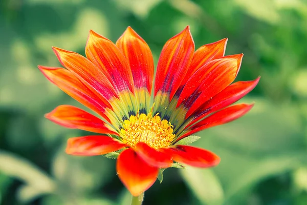 Red Green Purple And Yellow In The Center Color Gazania Flower On Garden Blur Background