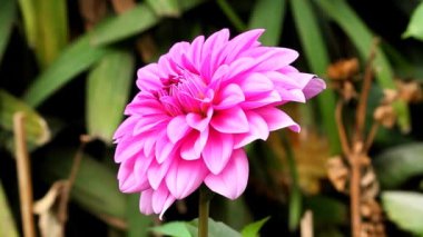 Pembe Papatya Çiçeği 'nin Yeşil Bahçe' nin sol tarafındaki manzarası