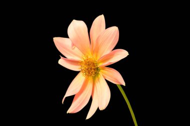 Kökündeki Dahilia Çiçeği Siyah Arkasında