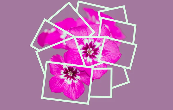 An Artistic View Of Phlox Flower Over Different Back Ground