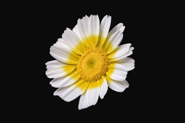 Papatya Çiçeği Siyah Arka Yerde