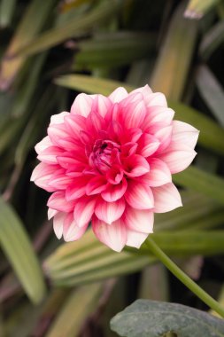 Parkın sol tarafında dikey çerçevede duran kırmızı bir papatya çiçeğinin yakın görüntüsü