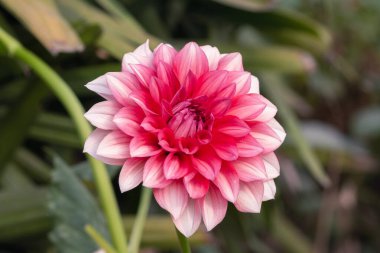 Parkta kırmızı papatya çiçeğinin sağ yüzüne yakın görüntüsü