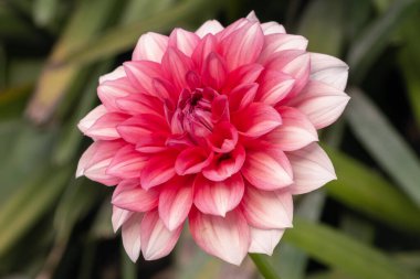 Manzara Oryantasyonundaki Bahçedeki Kırmızı Papatya Çiçeğinin Yakın Görüntüsü