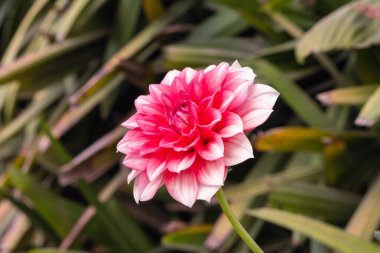 Parkta kırmızı papatya çiçeğinin soldan görünüşü