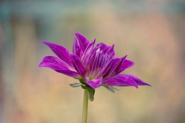 Magenta Parktaki Papatya Çiçeği