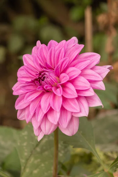 Rosa Färg Daisy Blomma Parken — Stockfoto