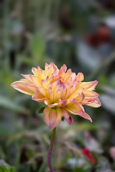 Fleur Marguerite Dans Parc Sur Jardin Flou Arrière Plan — Photo