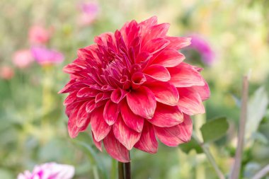 Parktaki Kırmızı Papatya Çiçeği