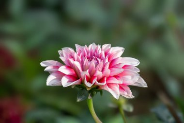 Parktaki Kırmızı ve Beyaz Şerit Daisy Çiçeği