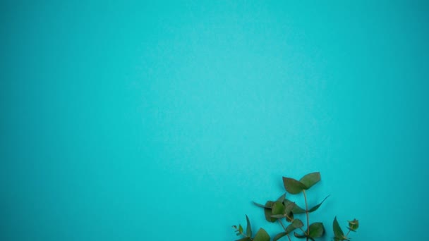 파란색 배경에 오픈 워크 리본 흰색 부드러운 장미꽃다발. 정지 동작 — 비디오