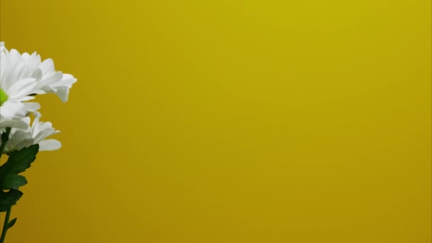 Crisantemi bianchi che si muovono nella cornice su uno sfondo giallo. Posto per il testo. Ferma movimento — Video Stock