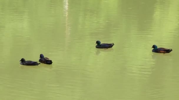 Τέσσερις άγριες πάπιες επιπλέουν ειρηνικά σε βρώμικο νερό — Αρχείο Βίντεο
