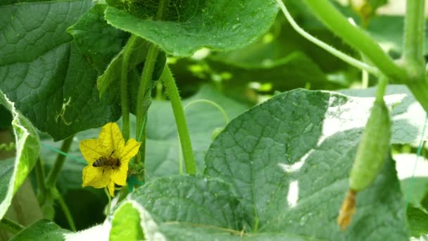 Pequeño pepino verde que crece en el jardín junto a la flor amarilla con la abeja — Vídeos de Stock
