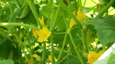 Çiçeklenme, tozlaşma ve salatalık erken olgunlaşma. Arı çiçekten çiçeğe uçar.