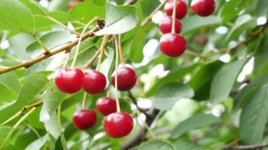 Ağaçta kiraz. Farklı açılar ve çekim mesafesi