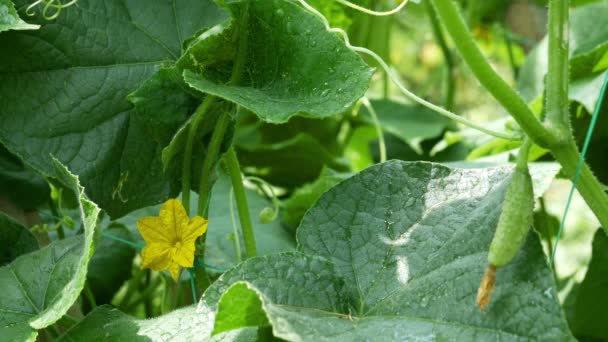 Cultivando pepinos, o estágio de polinização e maturação — Vídeo de Stock