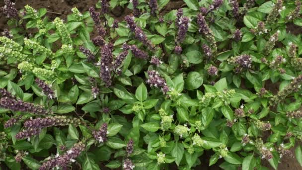 Vista superior de albahaca creciente y floreciente. Abeja voladora alrededor de hierbas aromáticas — Vídeo de stock