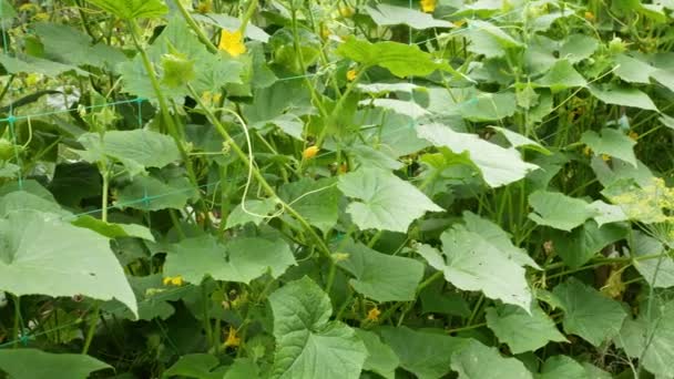 Background of cucumber plants, farmers hands holding a heap of cucumbers. Dolly shot — Stock Video