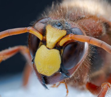 Parlak sarı clypeus, büyük bileşik gözler ve turuncu antenli bir eşek arısının Macro fotoğrafı. İnce tüyler, chitin yapısı ve karmaşık göz ayrıntıları açıkça görülüyor..