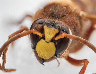 Parlak sarı clypeus, büyük bileşik gözler ve turuncu antenli bir eşek arısının Macro fotoğrafı. İnce tüyler, chitin yapısı ve karmaşık göz ayrıntıları açıkça görülüyor..