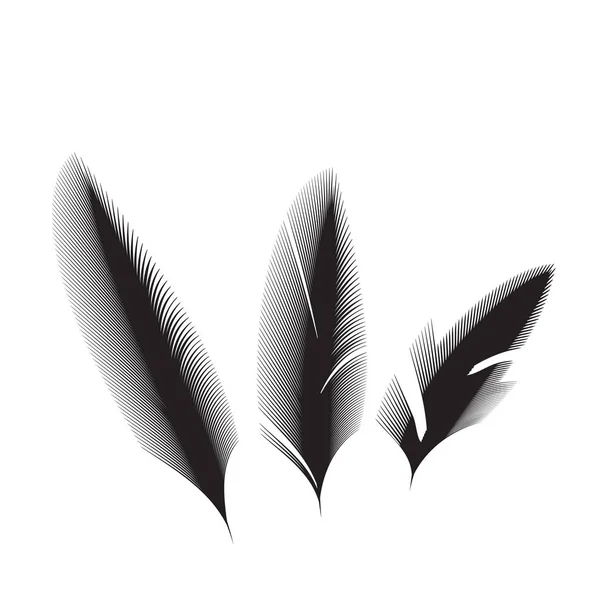 Vogelfedern Vektor Icon Sammlung Einfache Federzeichnung Oder Logo Isoliert Auf — Stockvektor