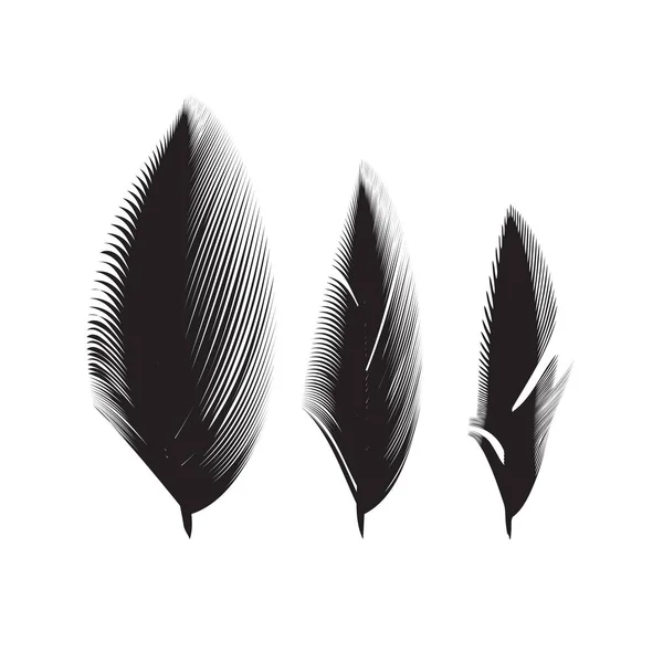 鳥の羽はベクトル アイコン コレクション 単純なプルーム イラストや白い背景で隔離のロゴ — ストックベクタ